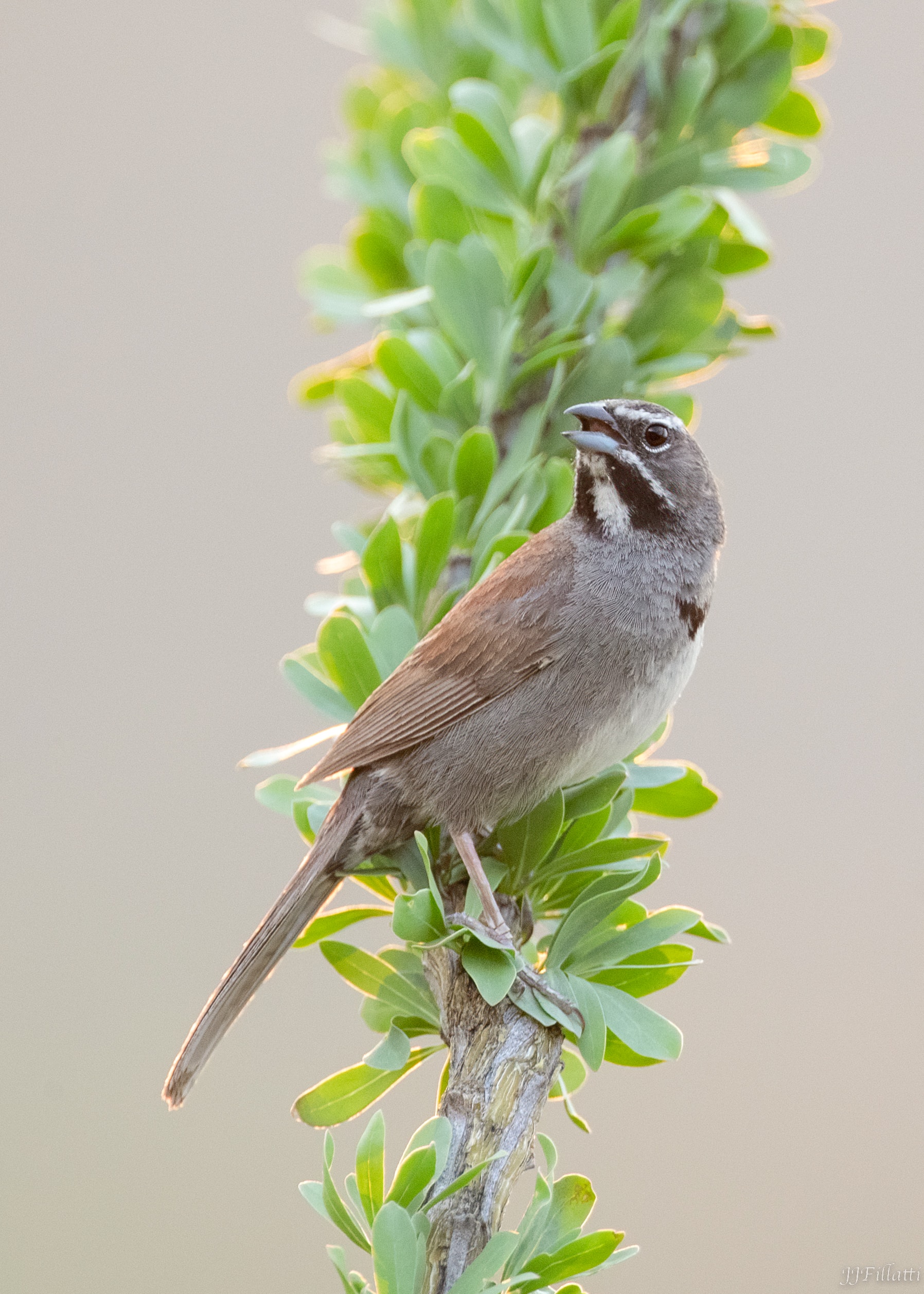 bird of arizona image 37